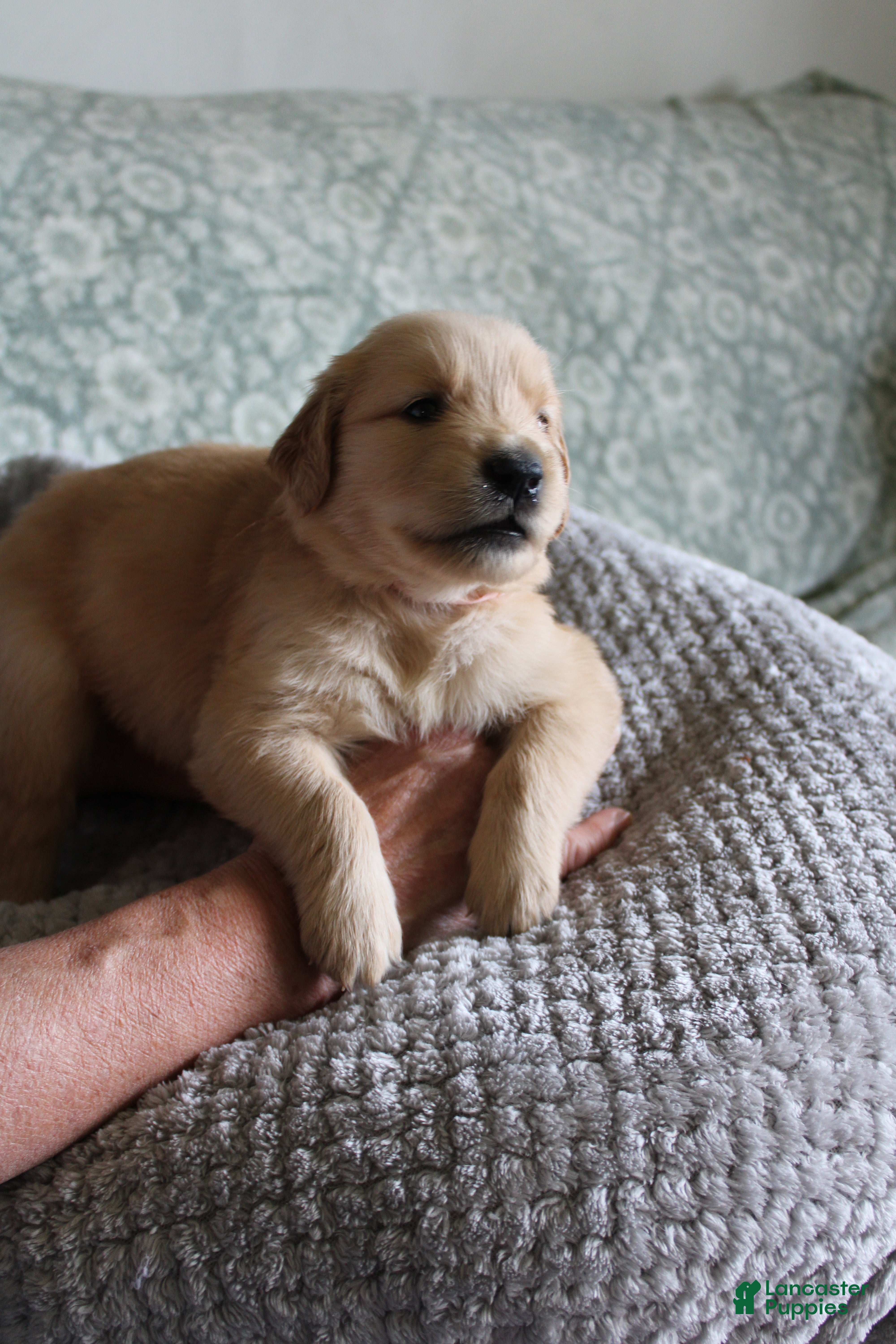 Golden Retriever dogs Golden Retriever Puppy 6 - Ad 9