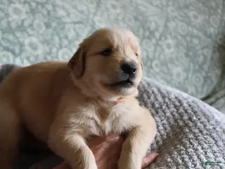 Golden Retriever dogs Golden Retriever Puppy 6 - Ad 9