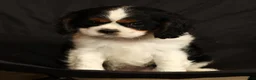 Cavalier King Charles Spaniel dogs for sale: Paul - Ad 6