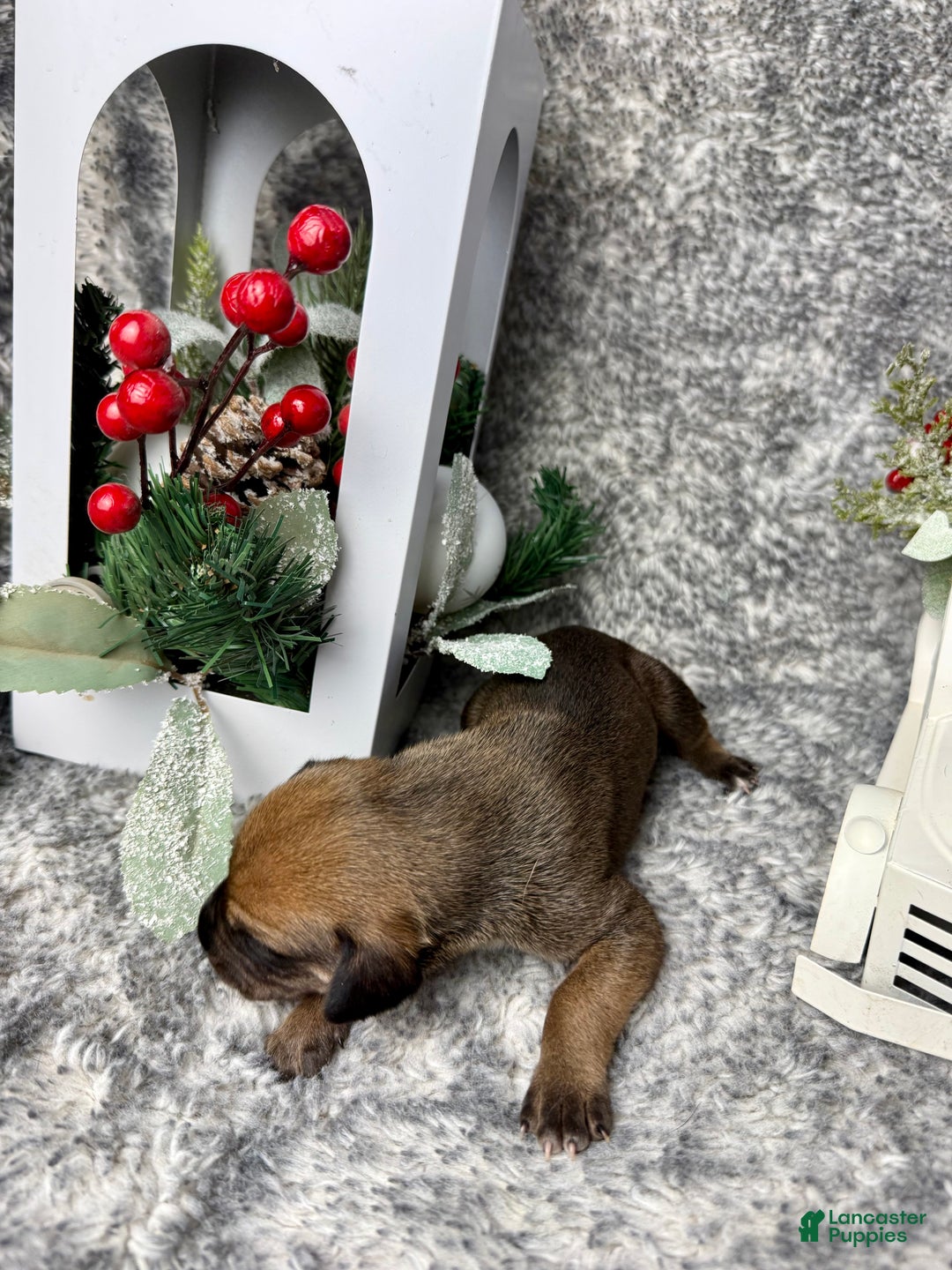 Great Dane dogs for sale: Professor Snape - Ad 4