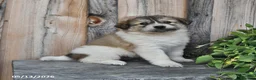 Mixed Breed dogs for sale: Callahan - Ad 1