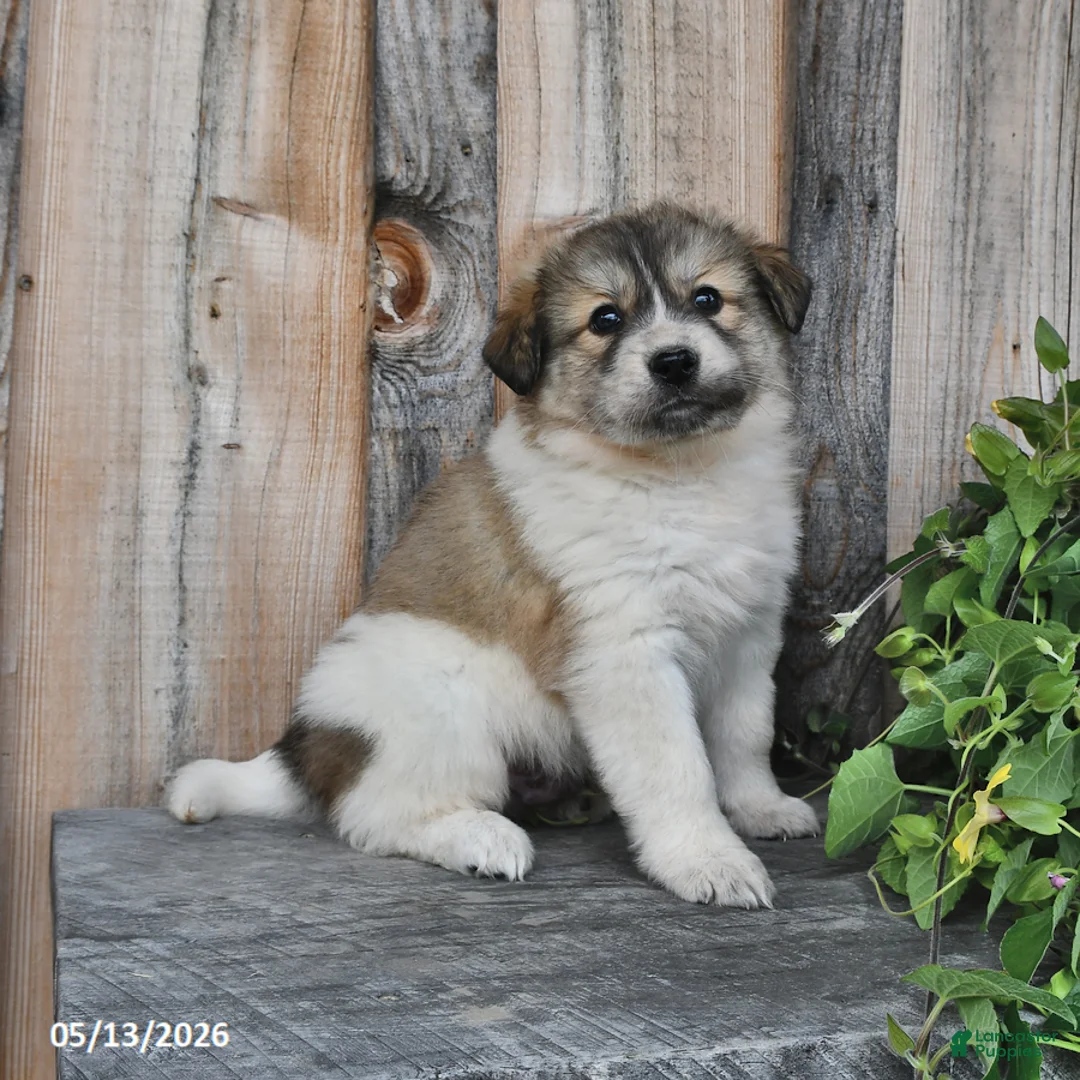 Mixed Breed dogs for sale: Callahan - Ad 1