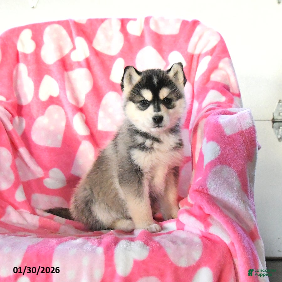 Pomsky dogs Pepper - Ad 11