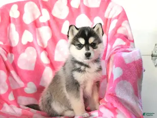 Pomsky dogs Pepper - Ad 11