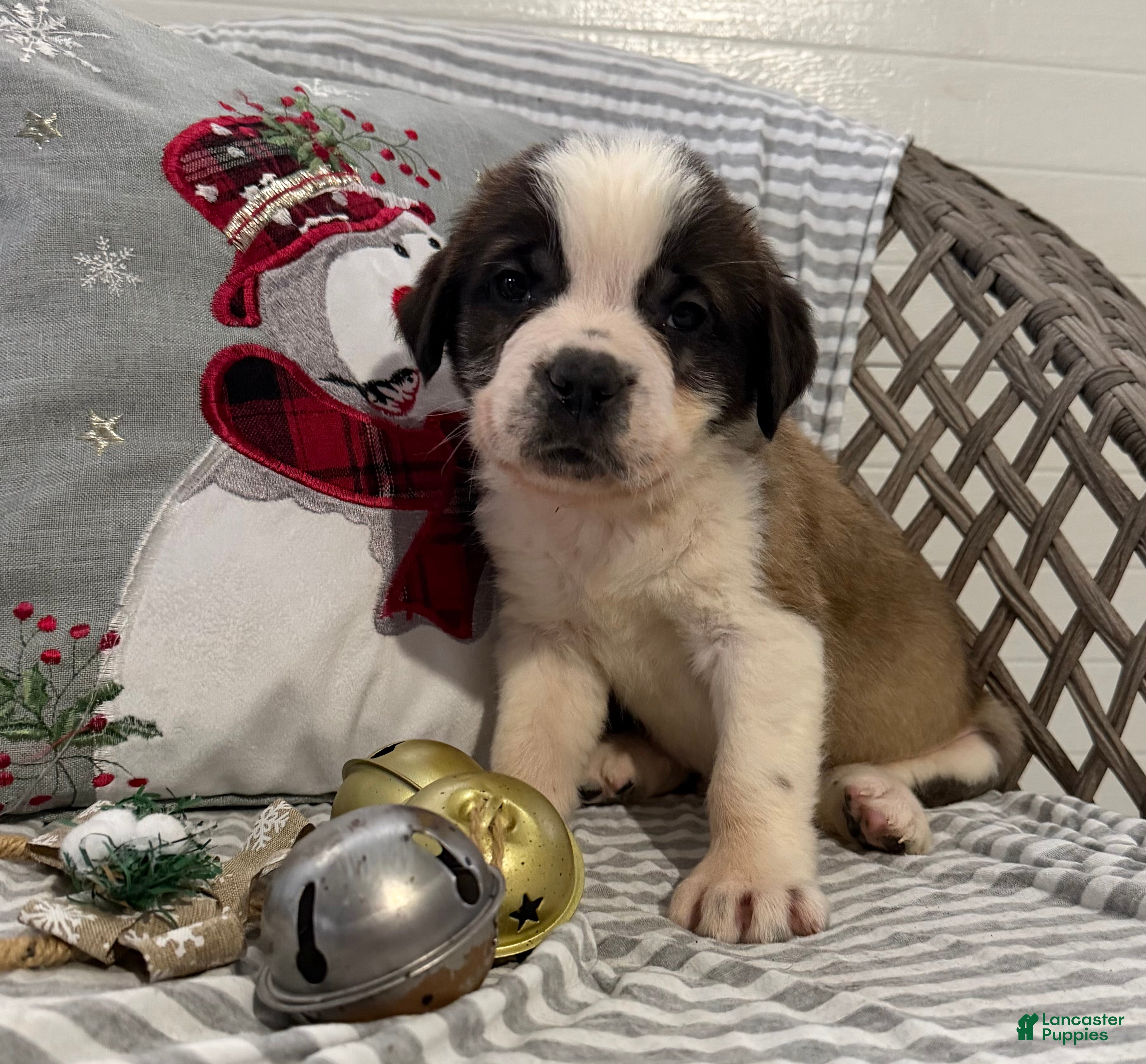 Saint Bernard dogs Luna - Ad 15