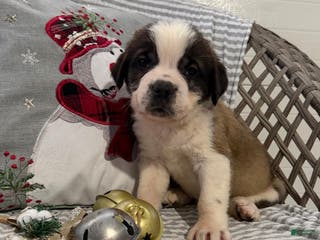 Saint Bernard dogs Luna - Ad 25