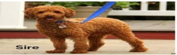 Toy Poodle dogs for sale: Tucker - Ad 5