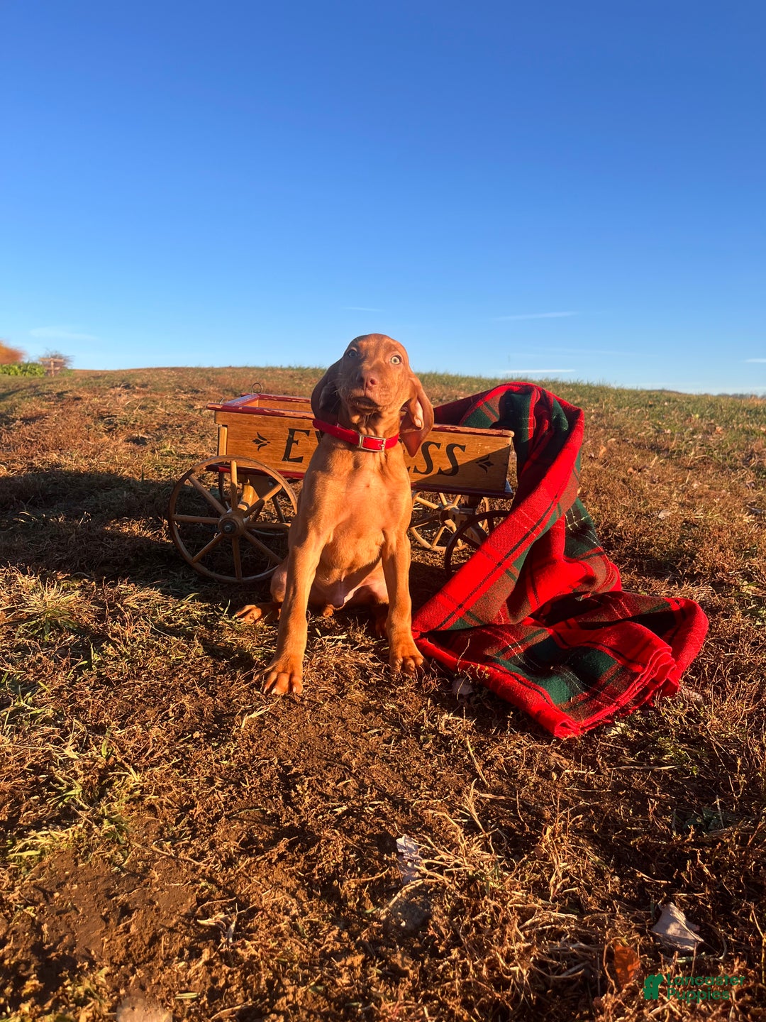 Vizsla dogs for sale: XMAS READY ❤️Sarge🎄Akc Registration🐾Call 717-405-2915 - Ad 4