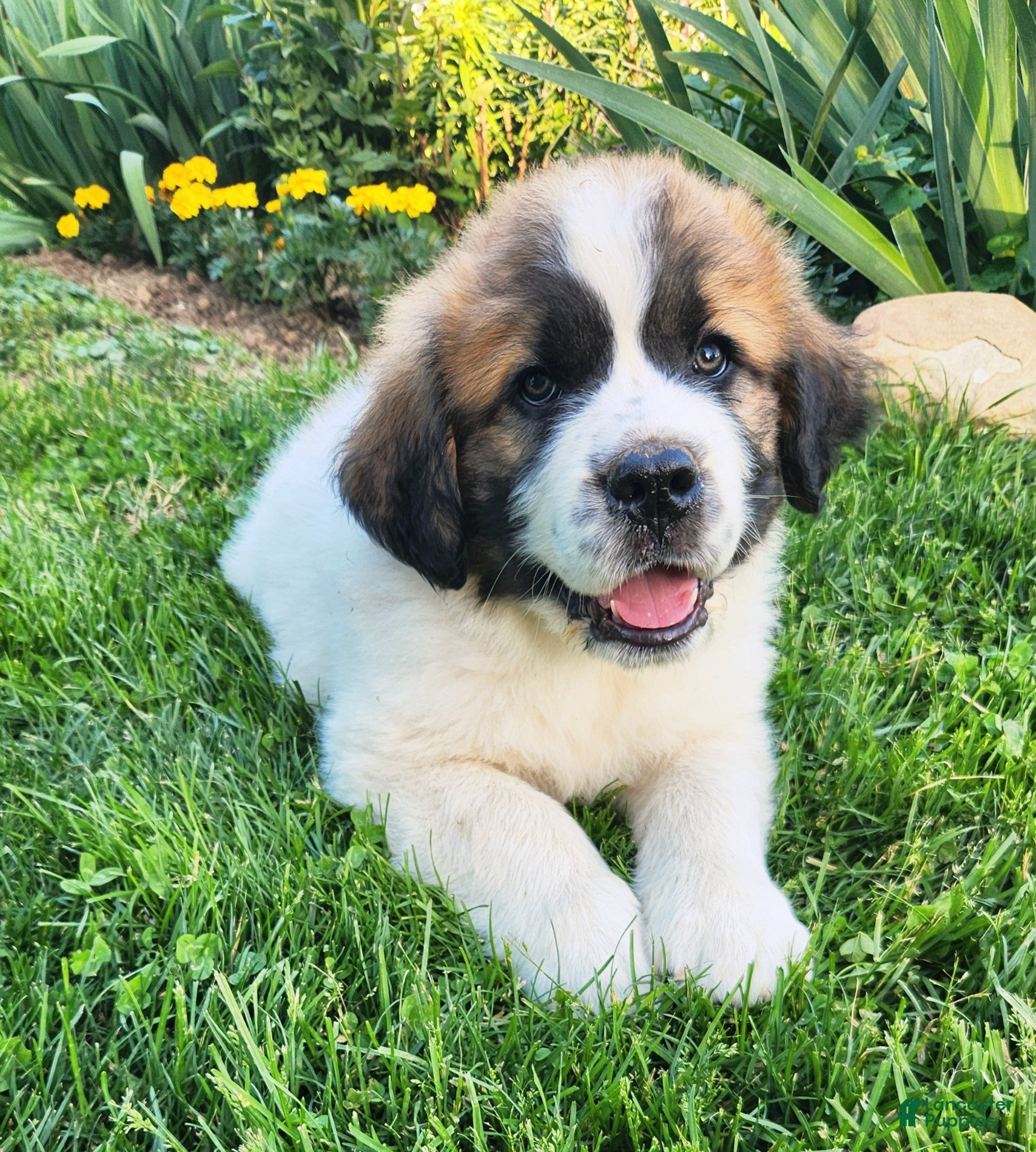 Mixed Breed dogs Teddy - Ad 1