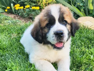 Mixed Breed dogs for sale: Teddy - Ad 2