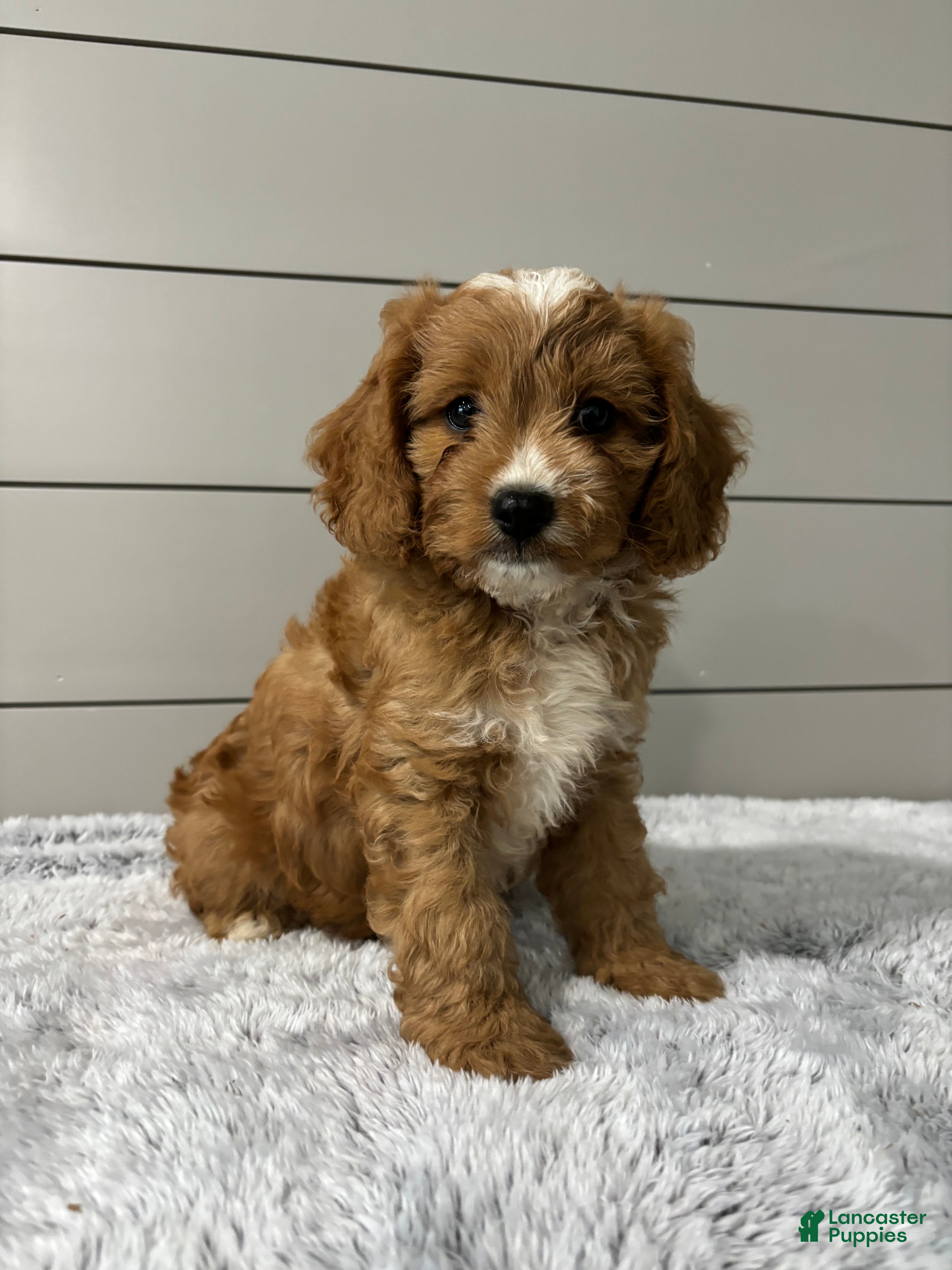 Cavapoo dogs Oscar - Ad 2