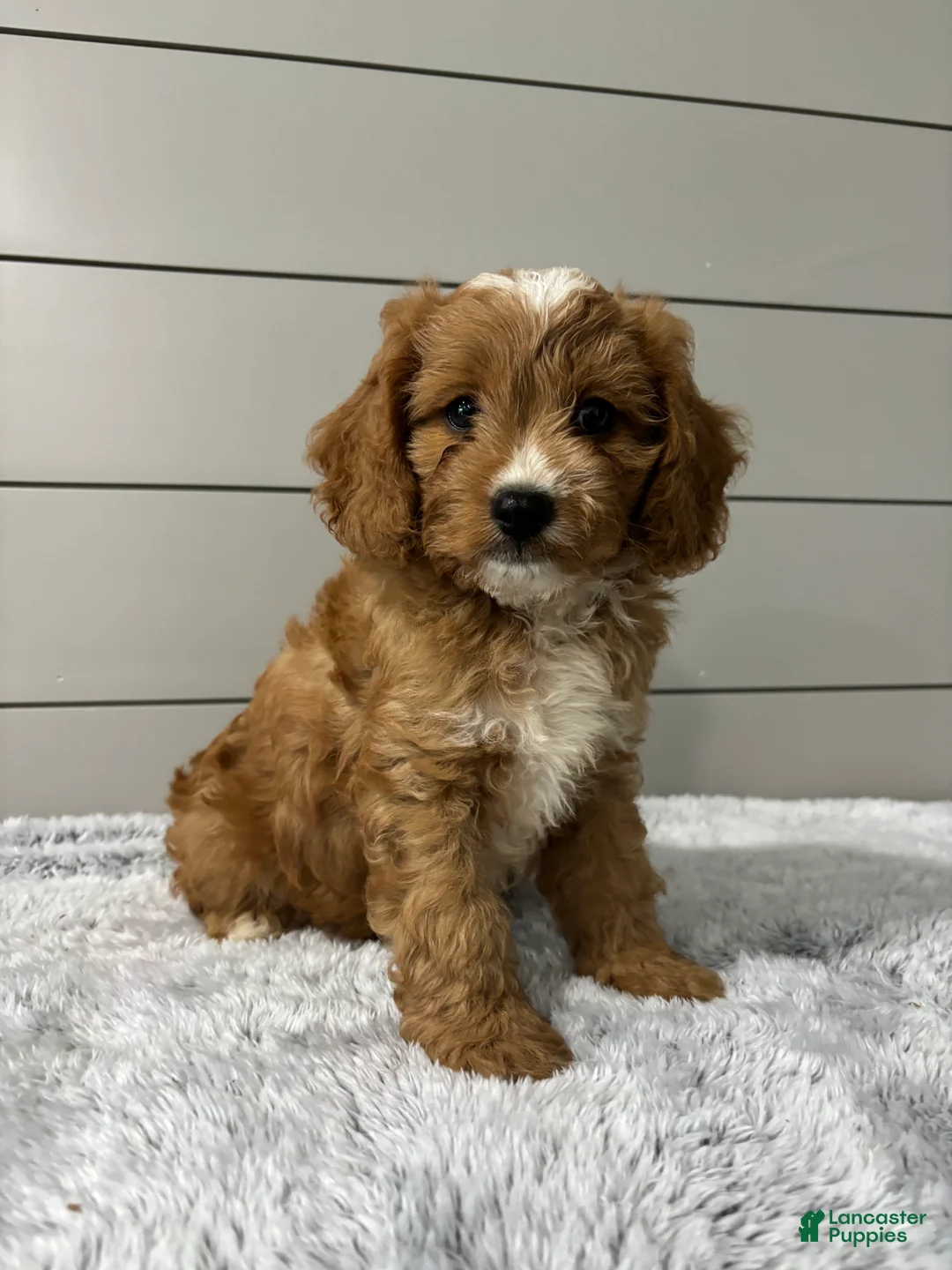 Cavapoo dogs for sale: Oscar - Ad 2