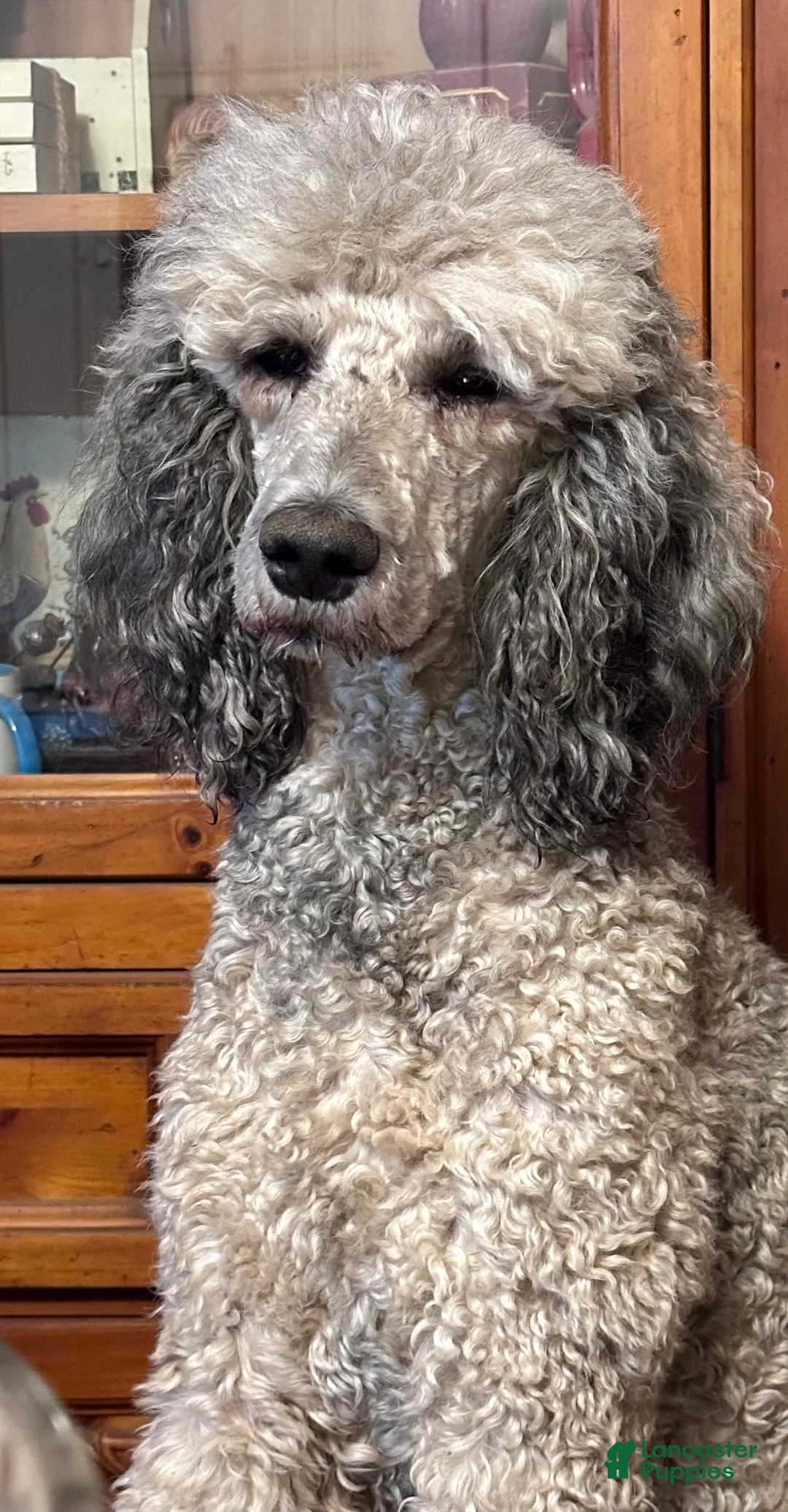 Bernedoodle dogs for sale: Bernedoodle Puppy 7 - Ad 2