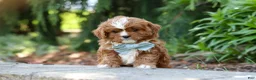 Cavapoo dogs for sale: Theodore - Ad 10