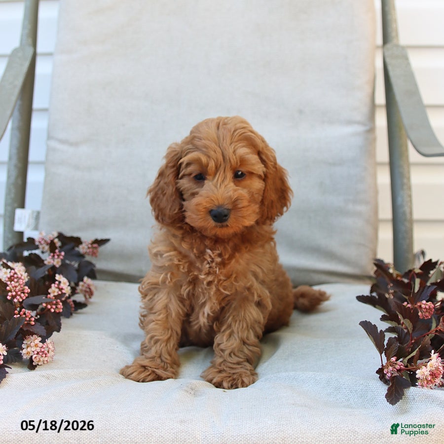 Cockapoo dogs Jaden - Ad 2