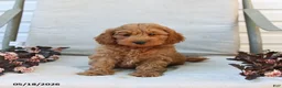 Cockapoo dogs for sale: Jaden - Ad 7