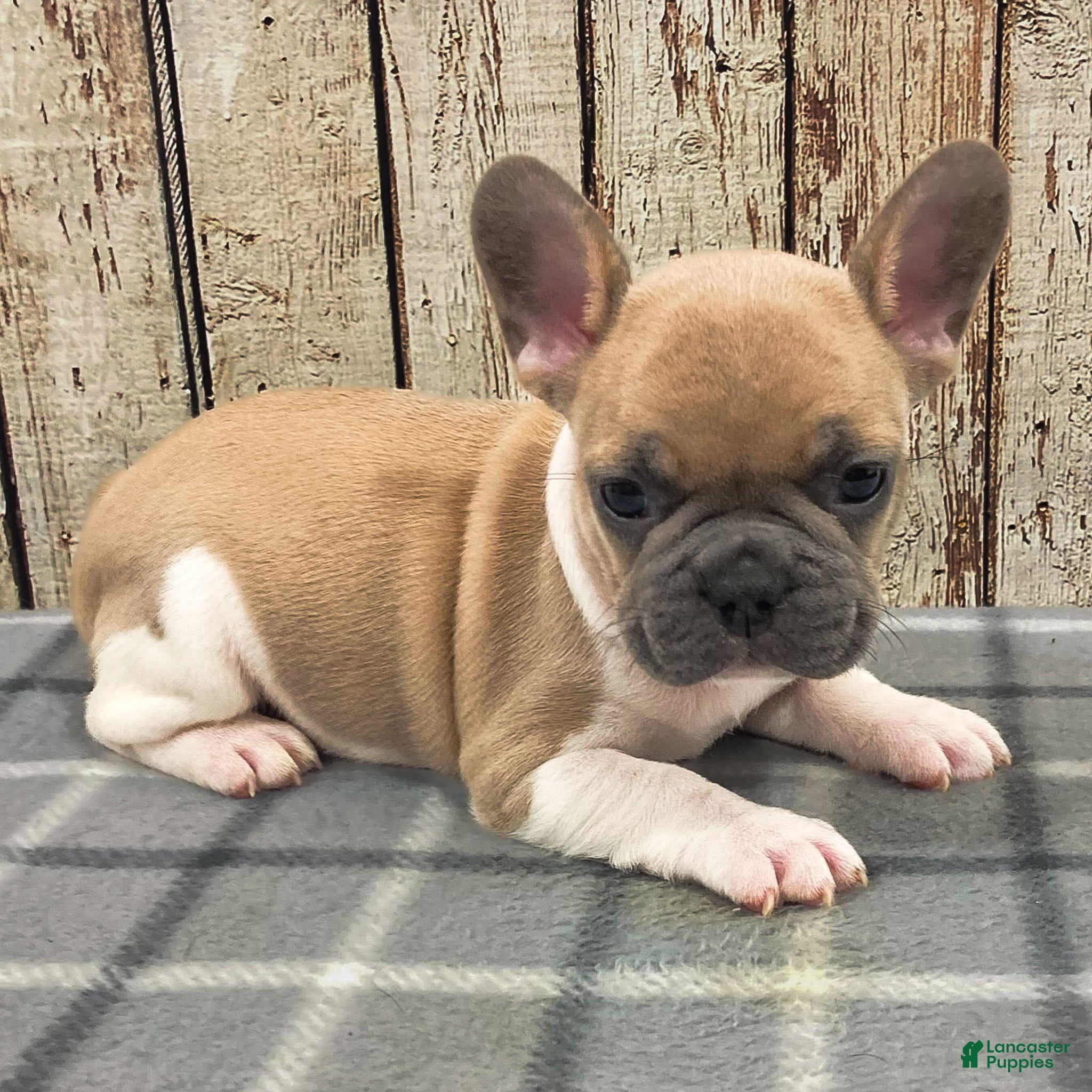 French Bulldog dogs Liam French Bulldog Puppy  - Ad 2