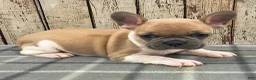 French Bulldog dogs for sale: Liam French Bulldog Puppy  - Ad 2