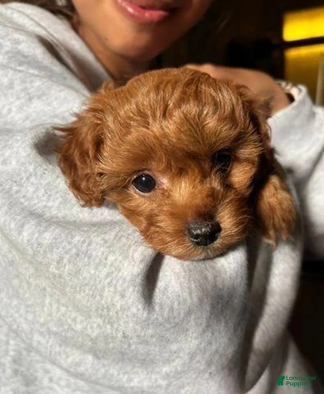 Cavapoo dogs for sale: Kate - Ad 11