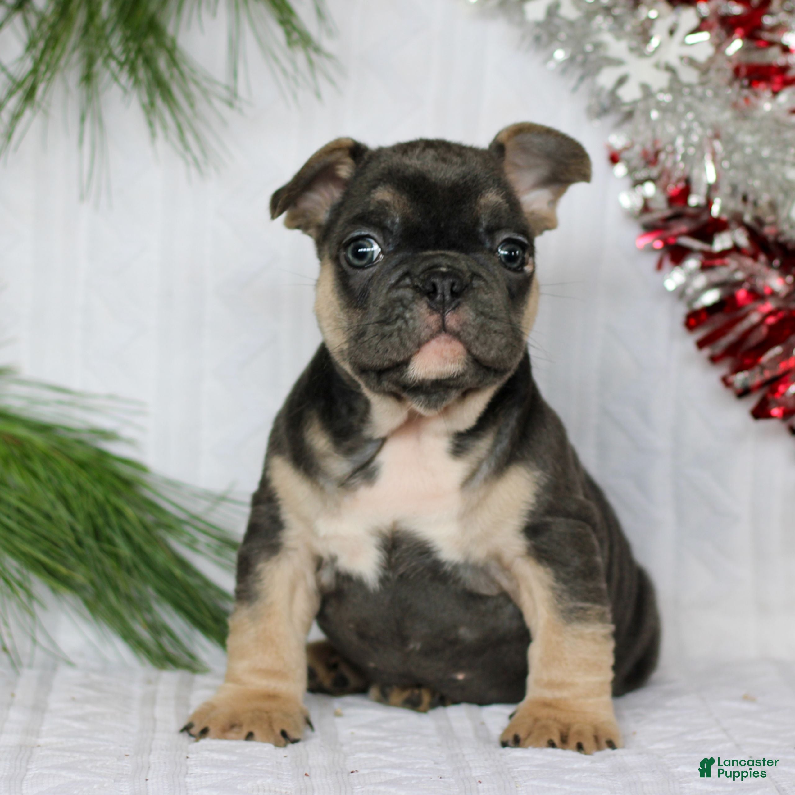 French Bulldog dogs Frankie  - Ad 2