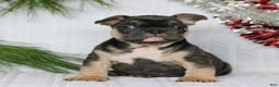 French Bulldog dogs for sale: Frankie  - Ad 2