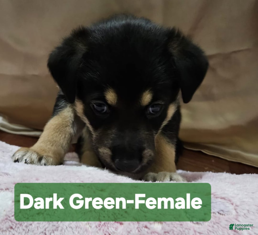 Mixed Breed dogs for sale:  Puppy 2 Dark Green - Ad 5