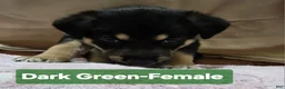 Mixed Breed dogs for sale:  Puppy 2 Dark Green - Ad 9