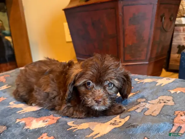 Shihpoo dogs Aria - Ad 22