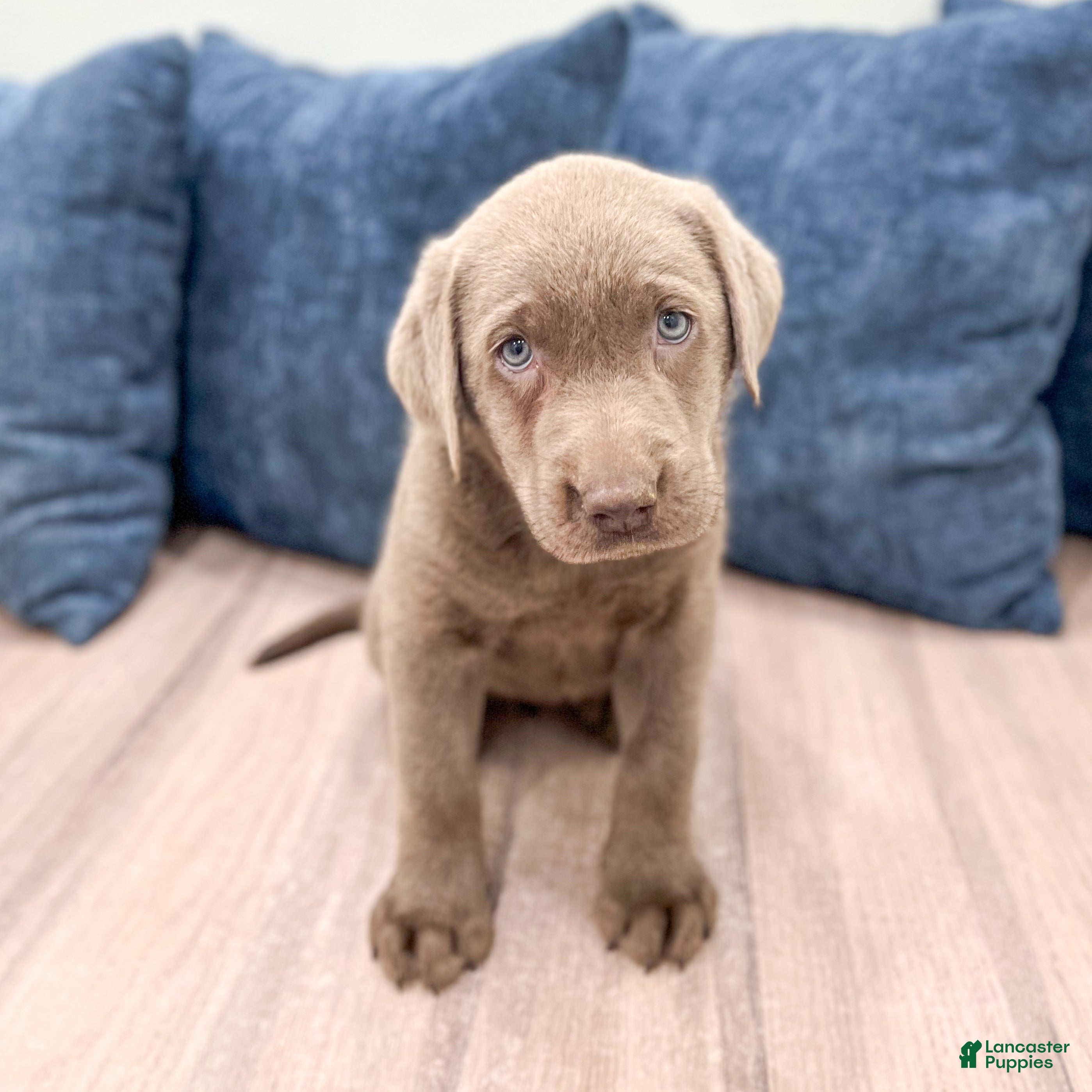 Labrador Retriever dogs Skye - Ad 1