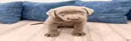 Labrador Retriever dogs for sale: Skye - Ad 1
