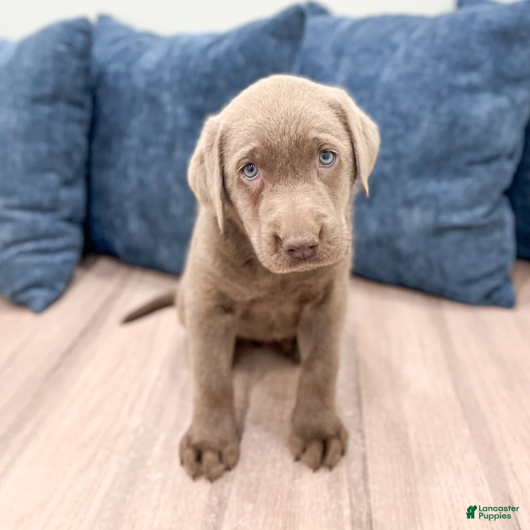 Labrador Retriever dogs for sale: Skye - Ad 1