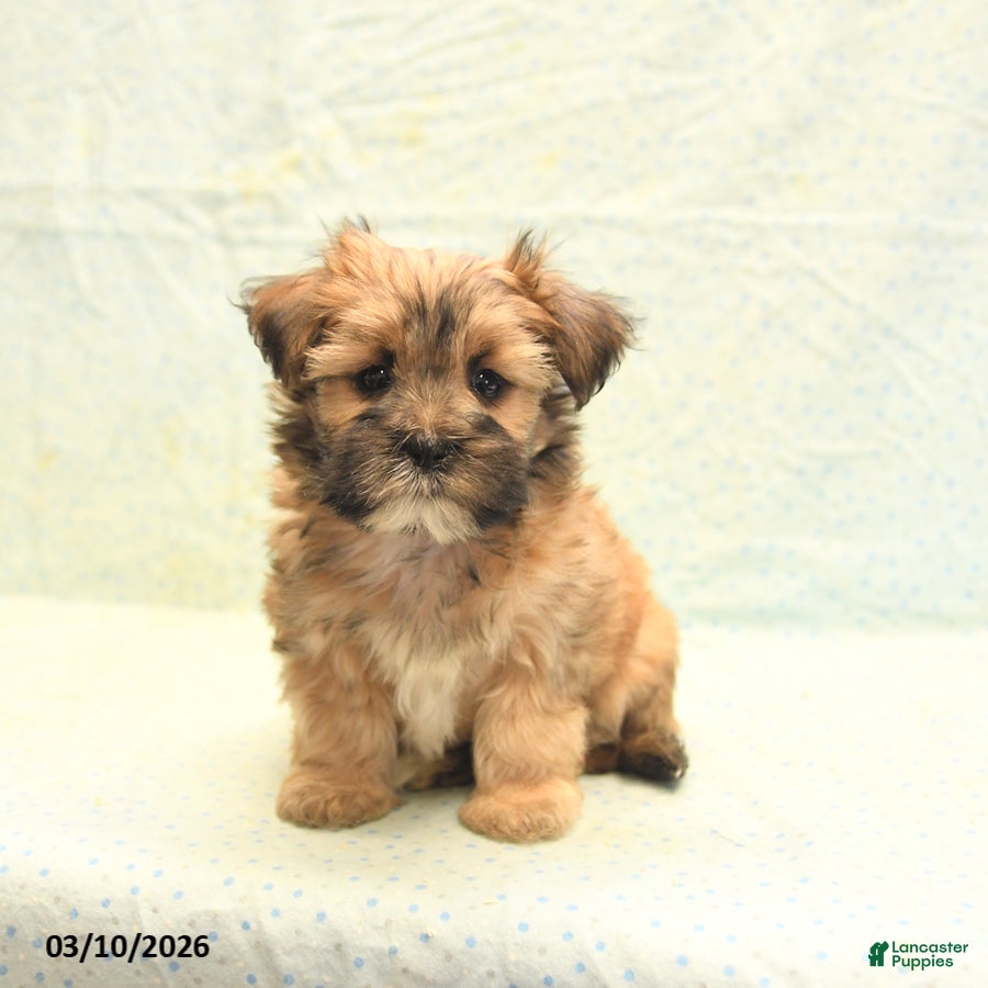 Morkie dogs Toby - Ad 1