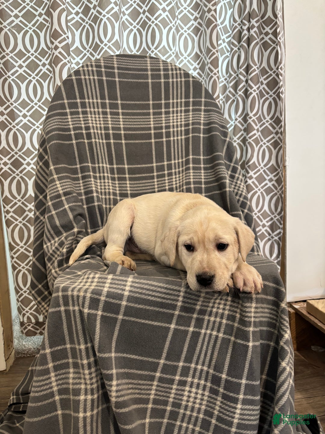 Mixed Breed dogs for sale: Mixed Breed Puppy 1 - Ad 2