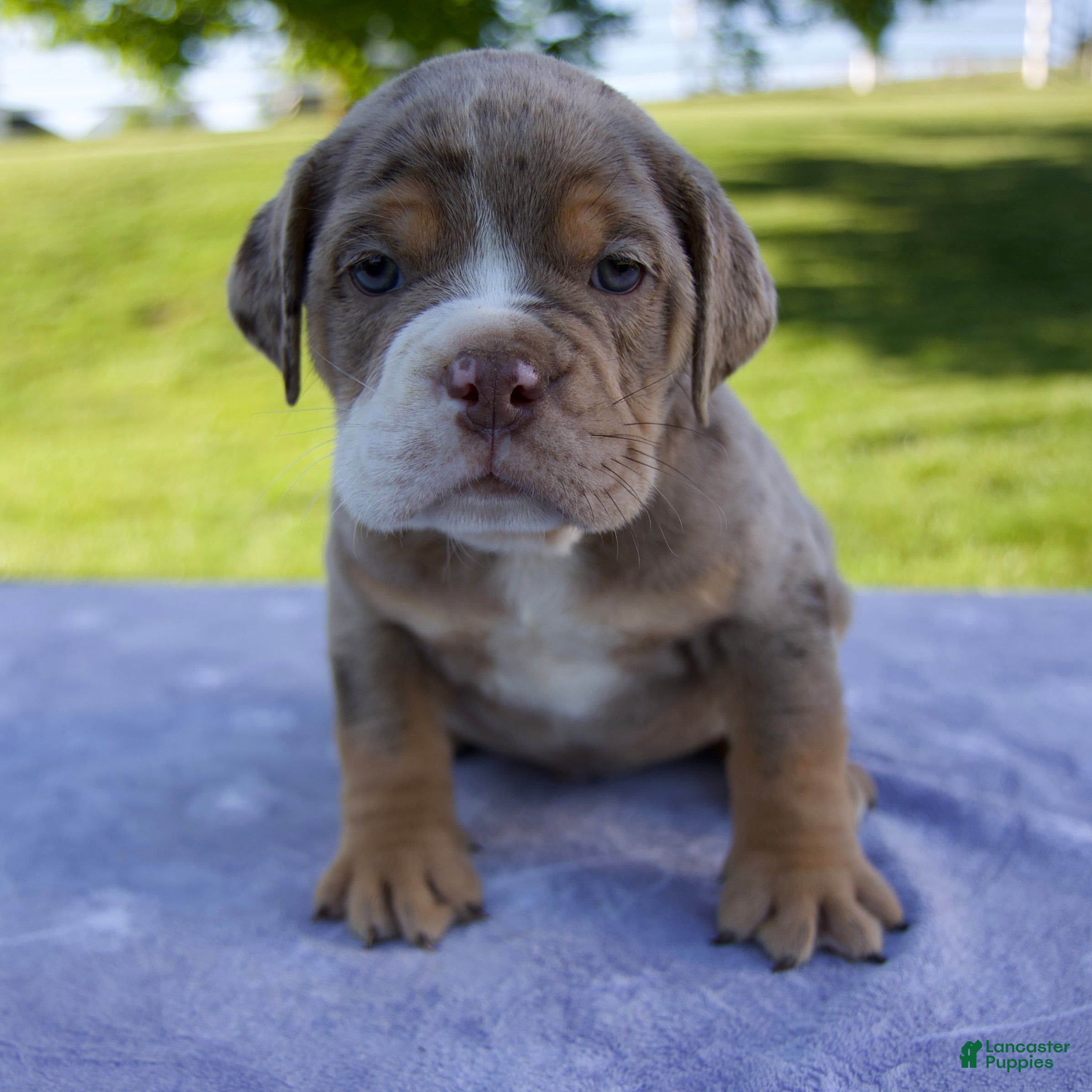 Beabull dogs Toby - Ad 1