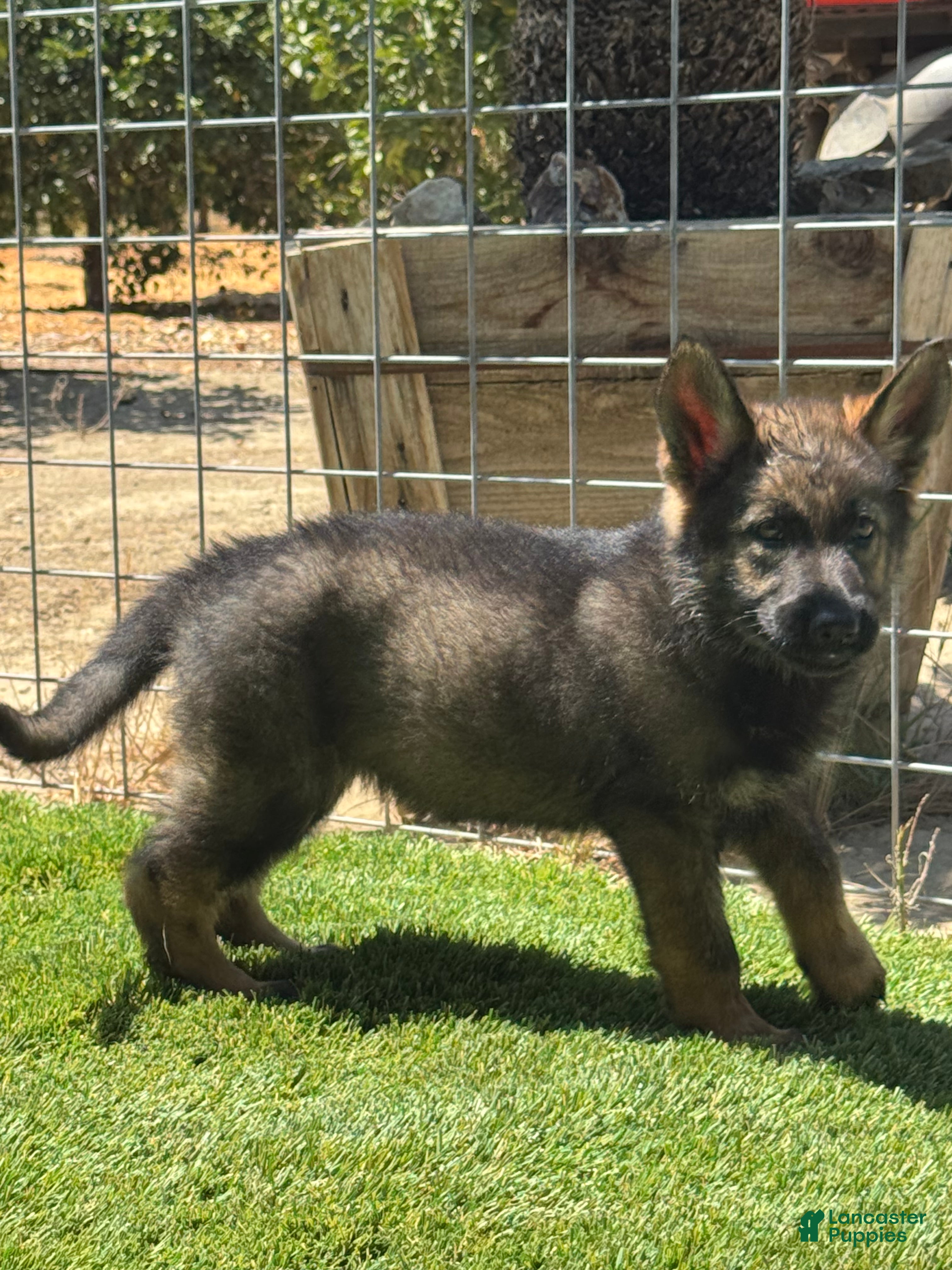 German Shepherd dogs German Shepherd 4 - Ad 1