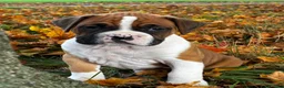 Boxer dogs for sale: Jackson - Ad 9
