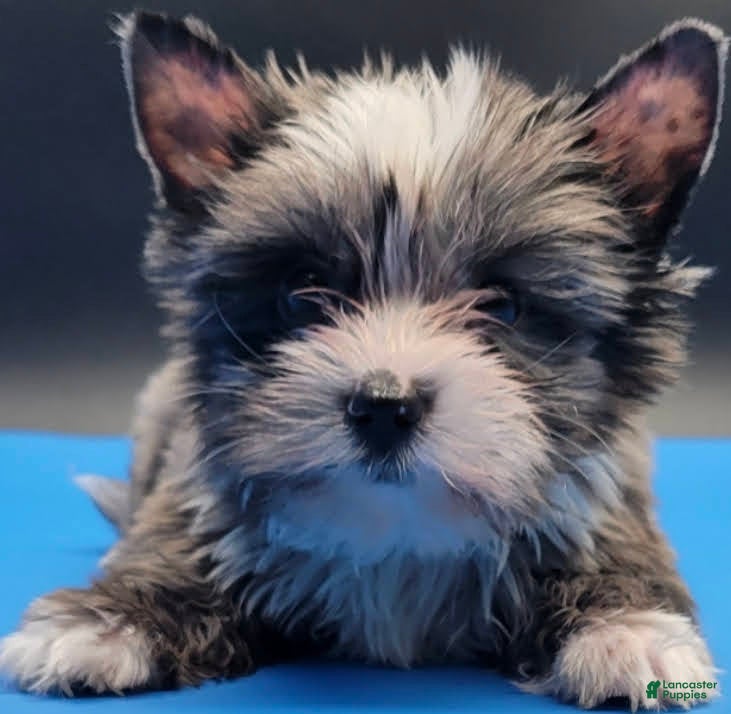 Yorkshire Terrier dogs Tigga - Ad 6