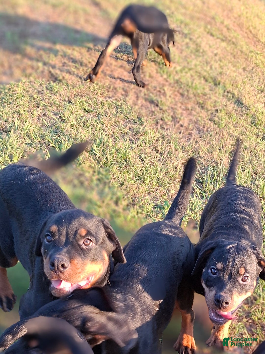 Rottweiler dogs for sale: Rottweiler Puppy 4 - Ad 12