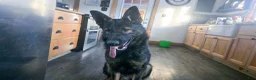 German Shepherd dogs for sale: AKC German Shepherd Puppy 5 - Ad 9