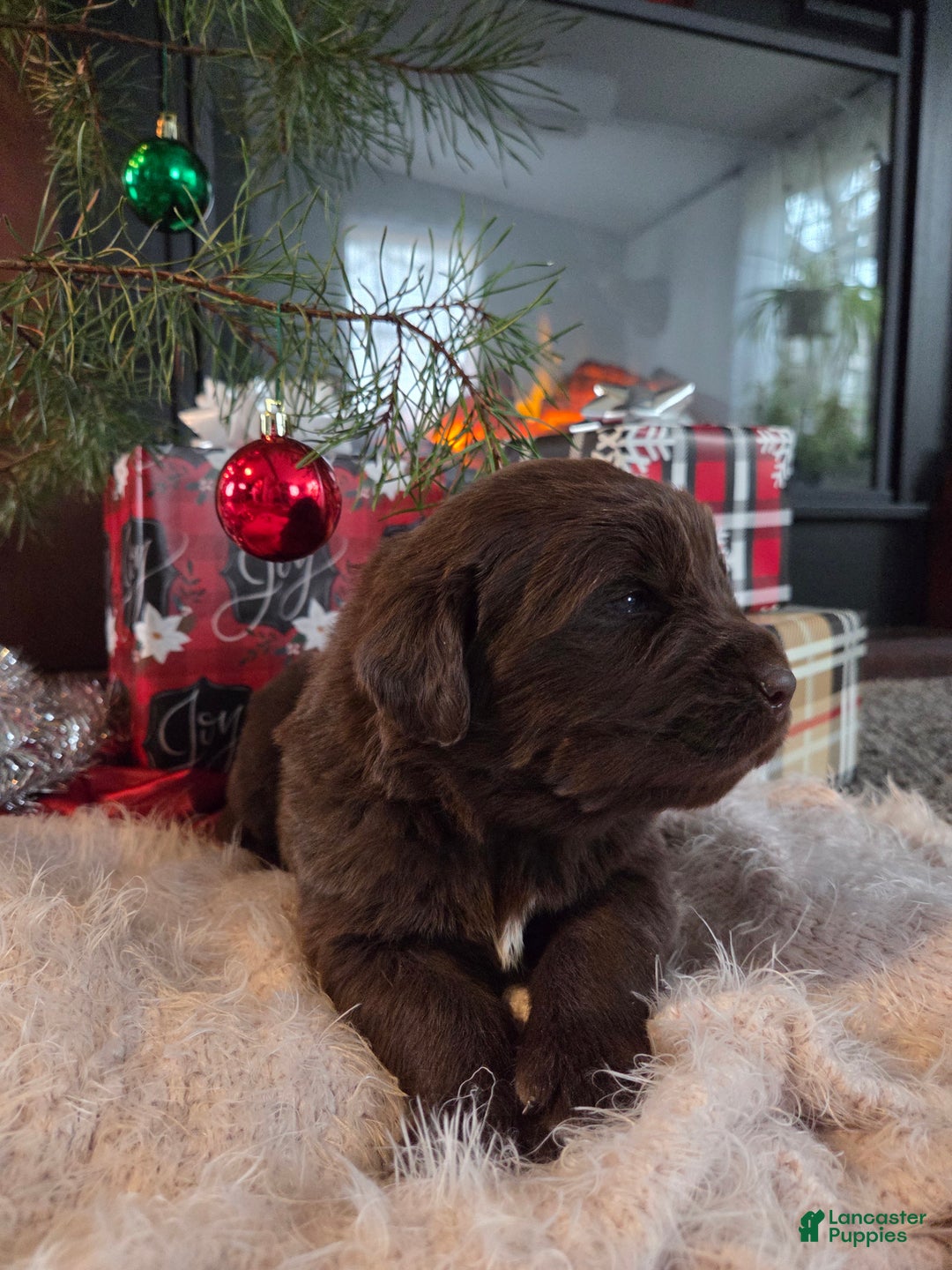 Newfoundland dogs for sale: Crimson  - Ad 2