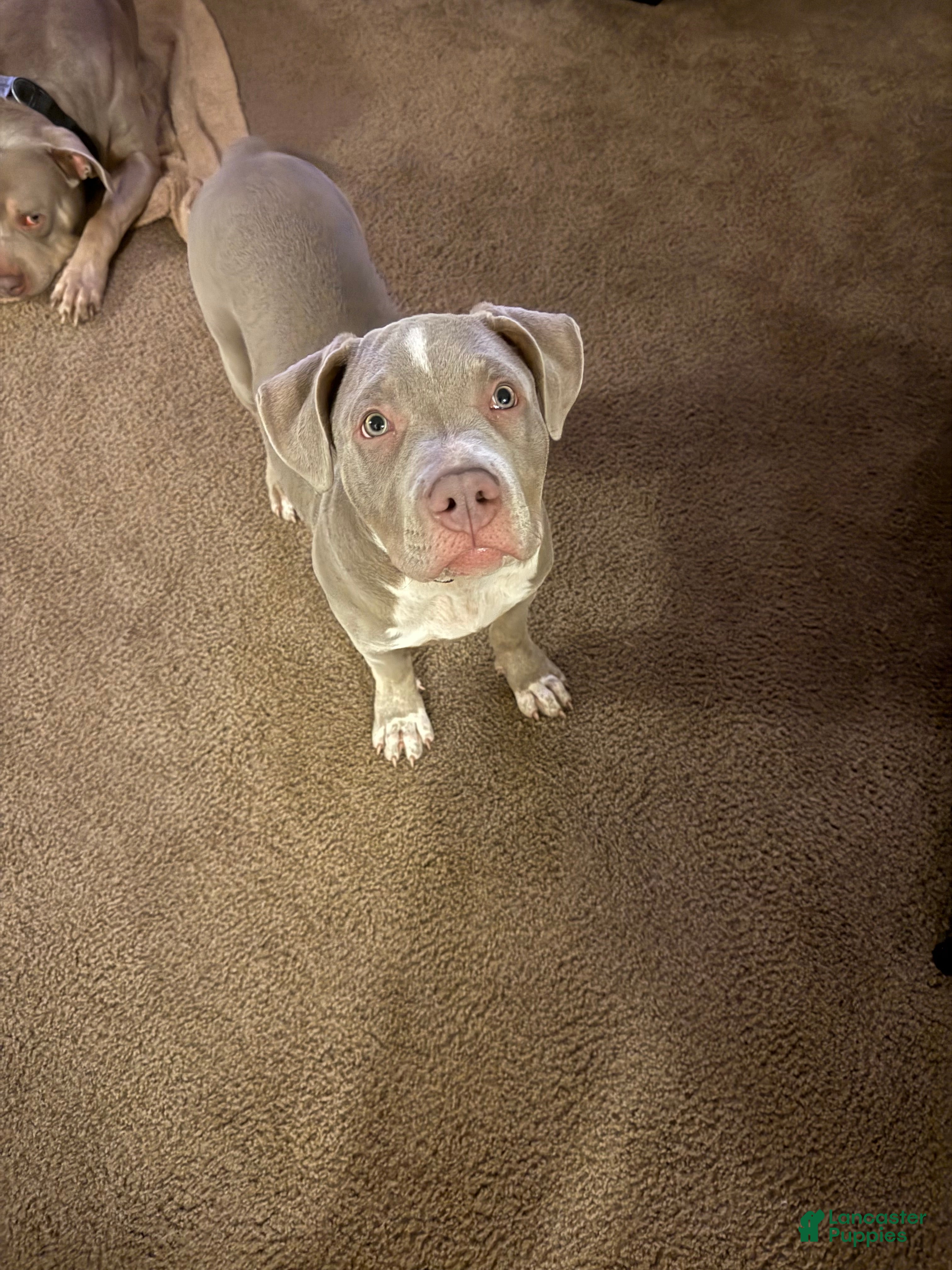 American Bully dogs American Bully 2 - Ad 2