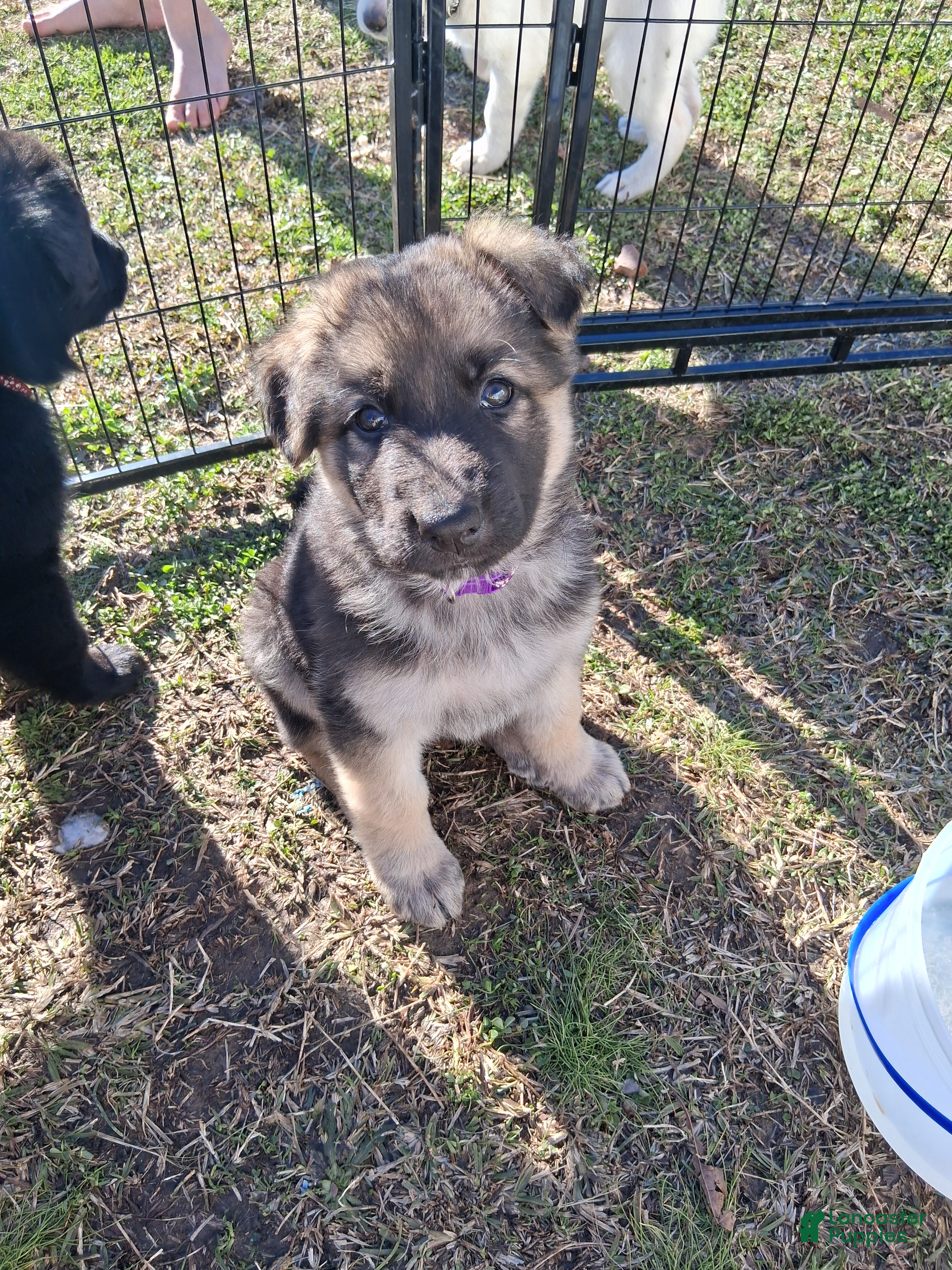 German Shepherd dogs Berreta - Ad 1