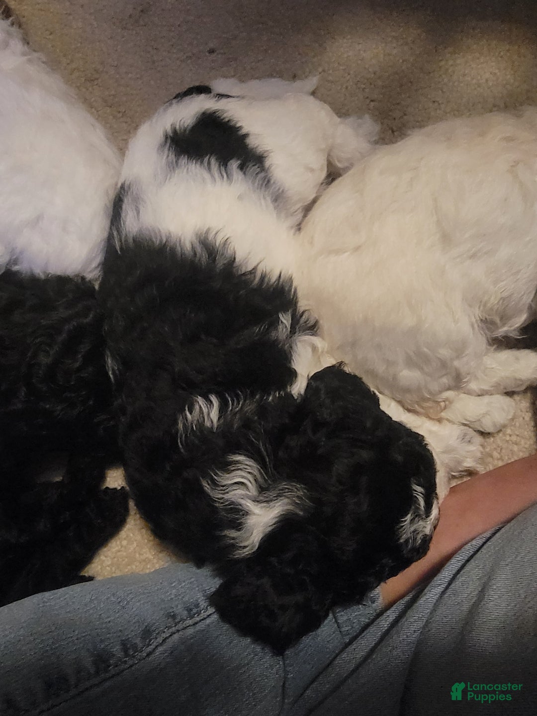 Mixed Breed dogs for sale: Chopper - Ad 5