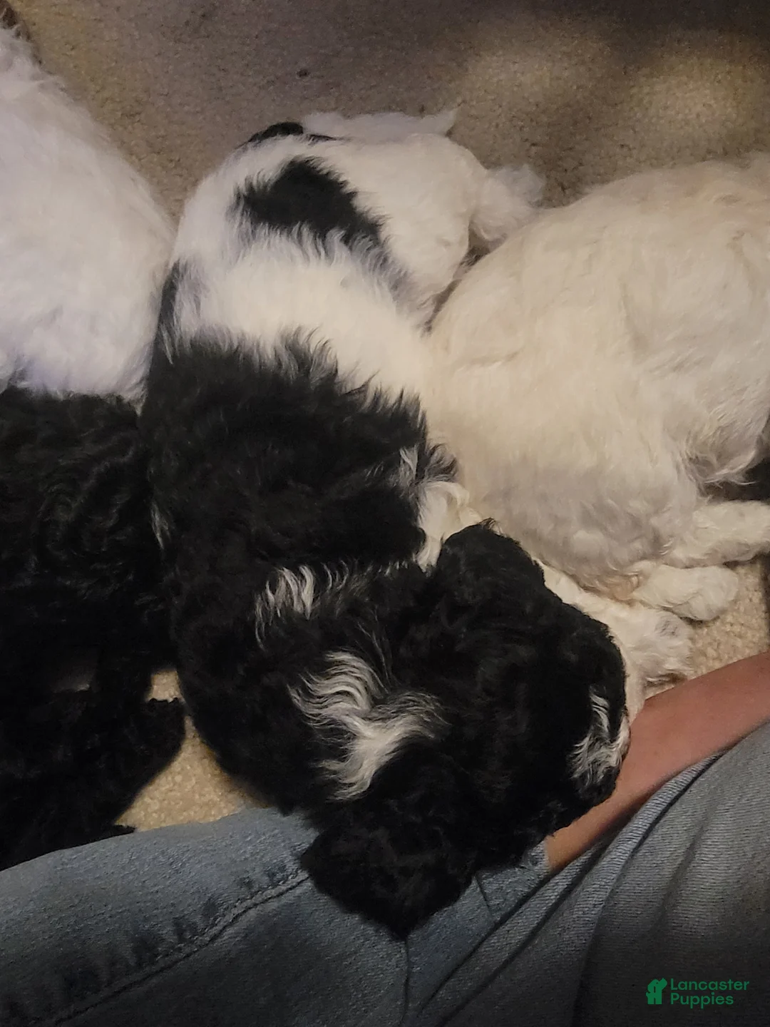 Mixed Breed dogs for sale: Chopper - Ad 5