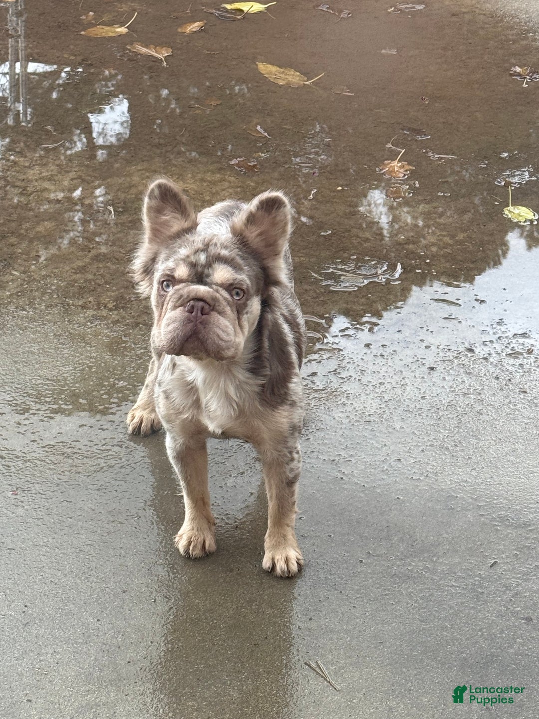 Mixed Breed dogs for sale: Mixed Breed Puppy 3 - Ad 3