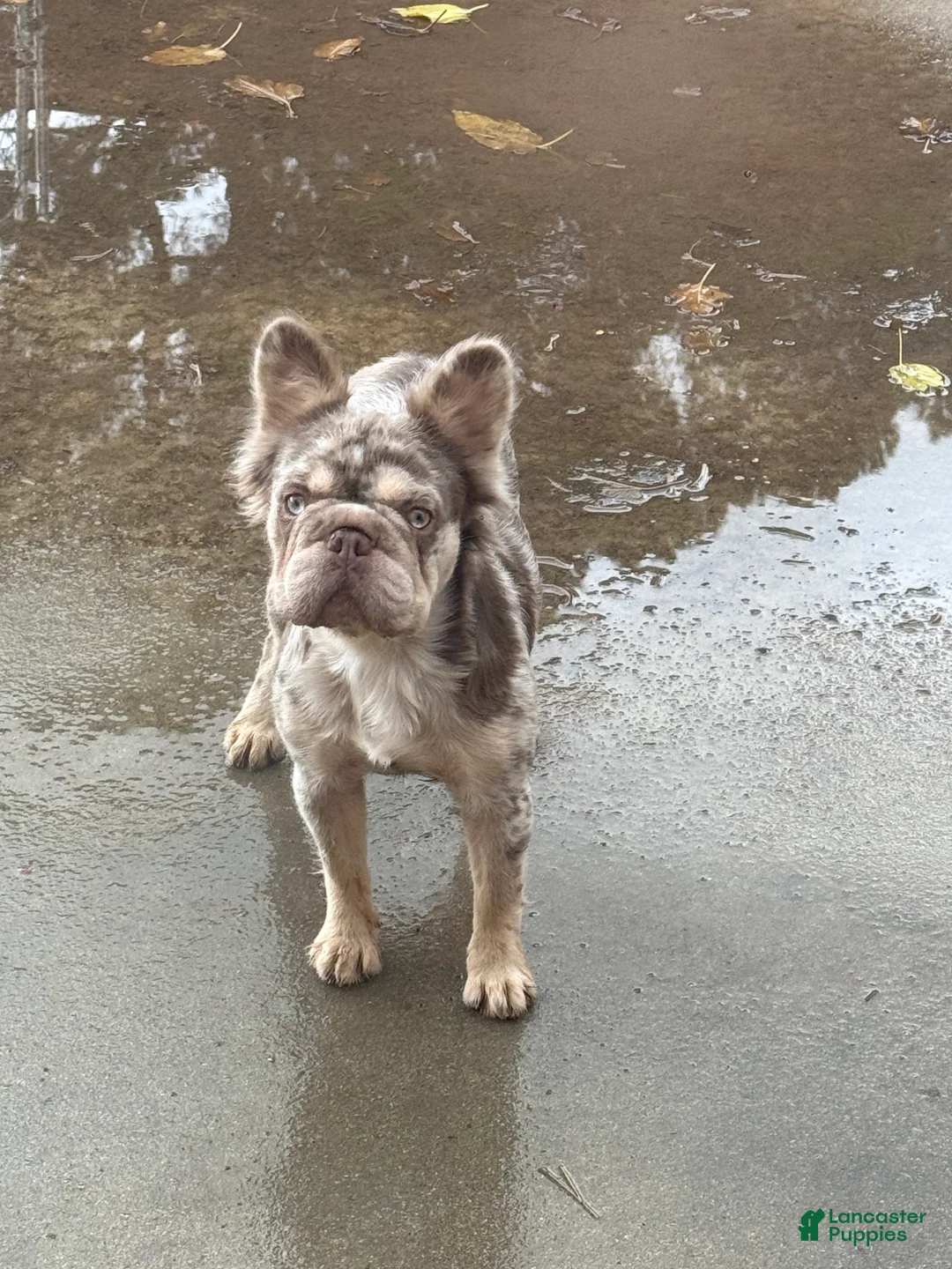 Mixed Breed dogs for sale: Mixed Breed Puppy 3 - Ad 3