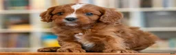 Cavapoo dogs for sale: Marcus - Ad 3