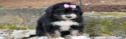 Bernedoodle dogs for sale:  Daisy🩷  - Ad 9