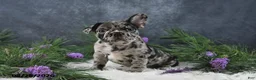 Frenchton dogs for sale: Mindy - Ad 5