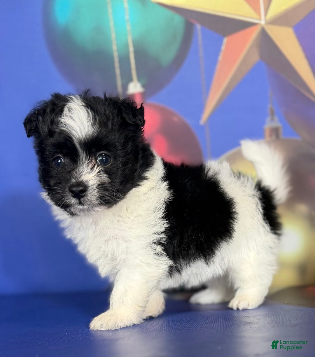 Pomapoo dogs for sale: Cooper - Ad 2